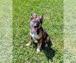 Small #6 German Shepherd Dog Mix
