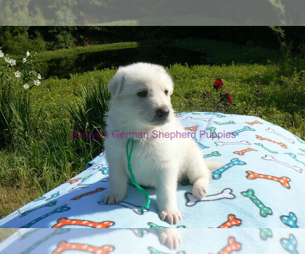 Medium Photo #3 German Shepherd Dog Puppy For Sale in PIEDMONT, MO, USA