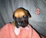 Puppy Coral Collar Boxer