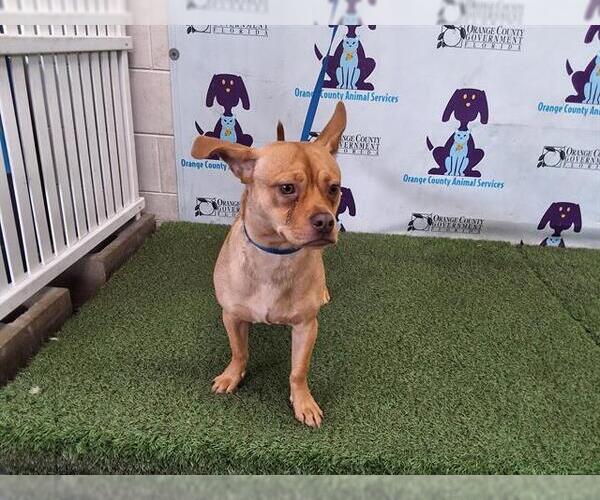 Medium Photo #1 French Bullhuahua Puppy For Sale in Orlando, FL, USA