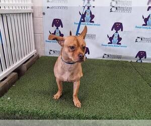 French Bullhuahua Dogs for adoption in Orlando, FL, USA