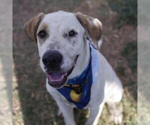 Mutt Dogs for adoption in San Antonio, TX, USA
