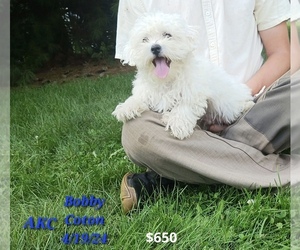 Coton de Tulear Puppy for sale in TOPEKA, IN, USA