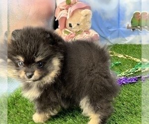 Pomeranian Puppy for sale in CASSVILLE, MO, USA