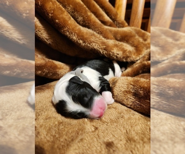 Medium Photo #91 Sheepadoodle Puppy For Sale in LEHI, UT, USA