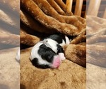 Small #6 Sheepadoodle