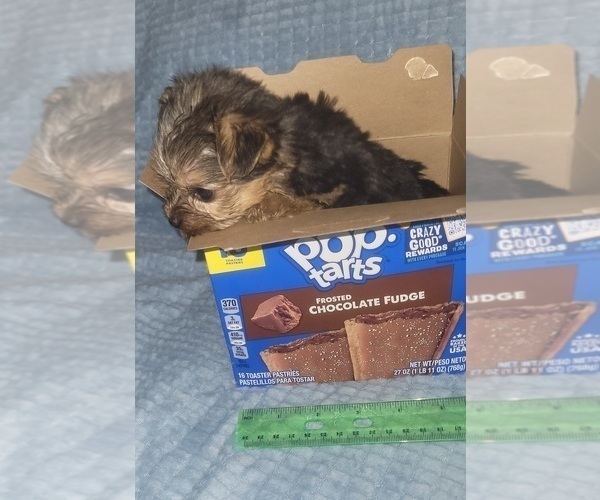 Medium Photo #183 Yorkshire Terrier Puppy For Sale in AKRON, OH, USA