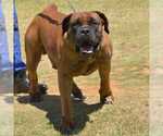 Small Photo #55 Boerboel Puppy For Sale in LAS CRUCES, NM, USA