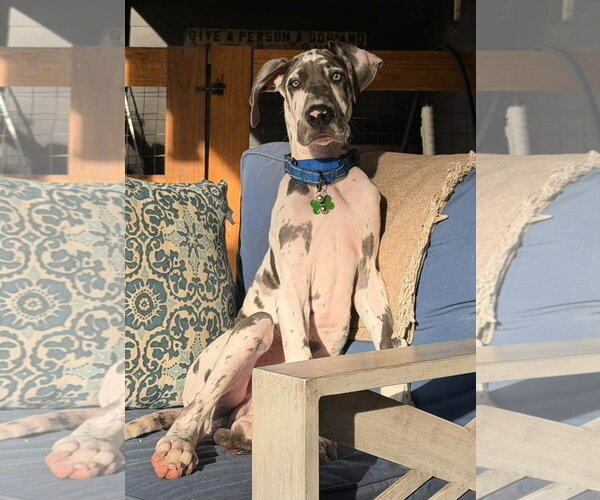 Medium Photo #5 Great Dane Puppy For Sale in Croydon, NH, USA