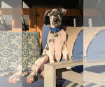 Small #4 Great Dane