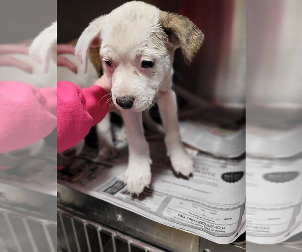Medium Photo #3 Mutt Puppy For Sale in Linton, IN, USA