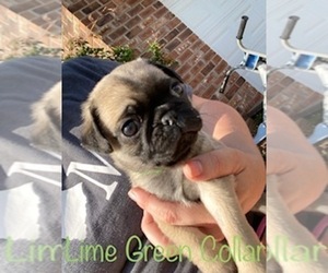 Pug Puppy for sale in SUMTER, SC, USA