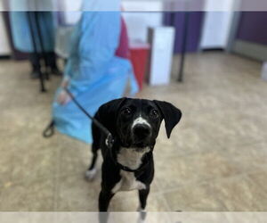 Medium American Staffordshire Terrier Mix