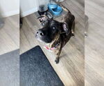 Small #1 Mutt