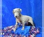 Small Photo #6 Italian Greyhound Puppy For Sale in NORWOOD, MO, USA