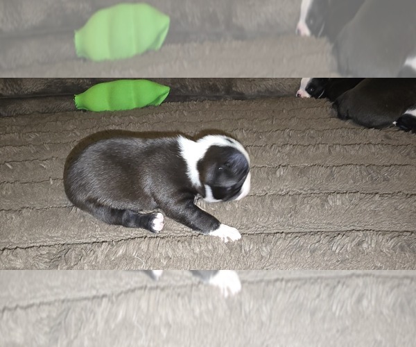 Medium Photo #3 Boston Terrier Puppy For Sale in MITCHELL, IN, USA