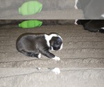Small #2 Boston Terrier
