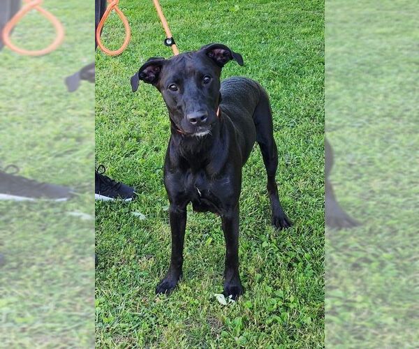 Medium Photo #6 Mutt Puppy For Sale in Perth Amboy, NJ, USA