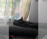 Small #3 American Pit Bull Terrier-German Shepherd Dog Mix