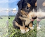 Small Photo #11 Australian Shepherd Puppy For Sale in SAINT MATTHEWS, SC, USA