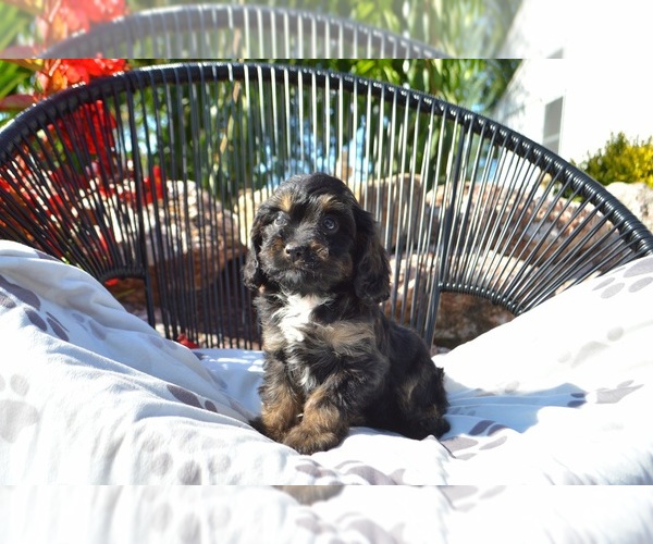 Medium Photo #2 Cavapoo Puppy For Sale in ELIZABETHTOWN, PA, USA