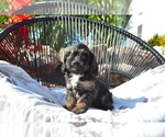 Small #1 Cavapoo