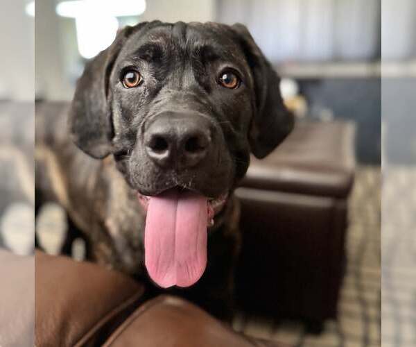 Medium Photo #9 Mutt Puppy For Sale in Goodyear, AZ, USA