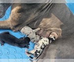 Small #2 Great Dane