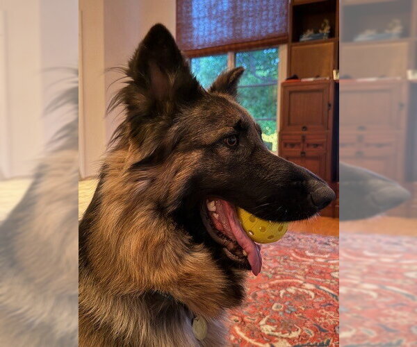 Medium Photo #2 German Shepherd Dog Puppy For Sale in Cupertino, CA, USA