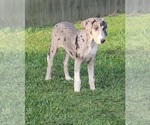 Small #1 Great Dane