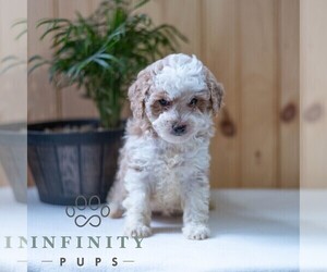 Poodle (Miniature) Puppy for sale in MILL HALL, PA, USA