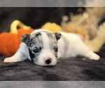 Small Photo #16 Chihuahua Puppy For Sale in SHERMAN, TX, USA
