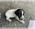 Puppy 4 German Shorthaired Pointer