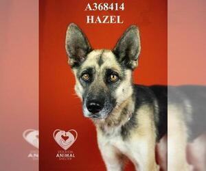 German Shepherd Dog-Unknown Mix Dogs for adoption in Stockton, CA, USA