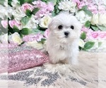 Small #42 Maltese