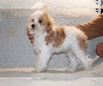 Small #20 Goldendoodle (Miniature)