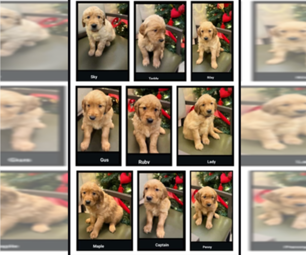Medium Photo #1 Golden Retriever Puppy For Sale in BONNERS FERRY, ID, USA