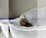 Small #2 Shih Tzu