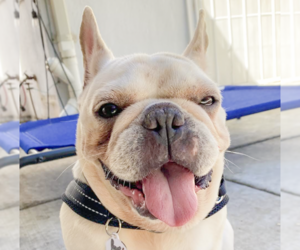 French Bulldog Dogs for adoption in San Ramon, CA, USA
