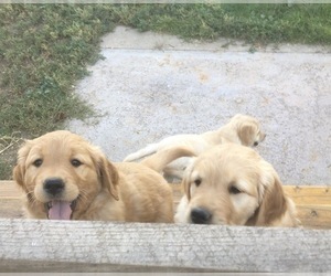 Golden Retriever Puppy for sale in NUNN, CO, USA