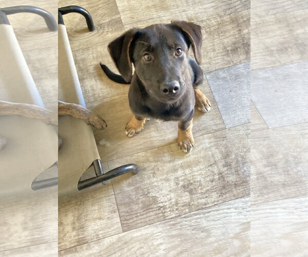 Medium Photo #3 German Shepherd Dog-Unknown Mix Puppy For Sale in San Diego, CA, USA