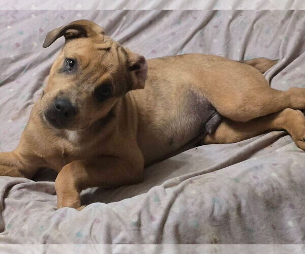 Medium Photo #6 Catahoula Leopard Dog-Unknown Mix Puppy For Sale in Alexander, AR, USA