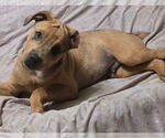 Small #5 Catahoula Leopard Dog Mix