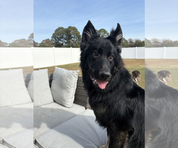 Medium Photo #1 German Shepherd Dog Puppy For Sale in La Grange , NC, USA
