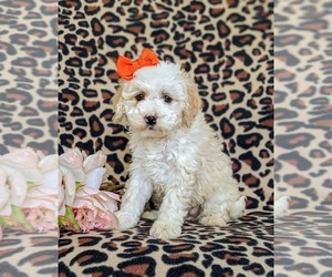 Miniature Bernedoodle Puppy for sale in OXFORD, PA, USA