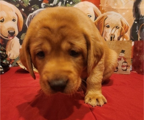 Medium Photo #9 Labrador Retriever Puppy For Sale in BUFFALO, NY, USA