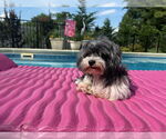 Small #3 Shih Apso