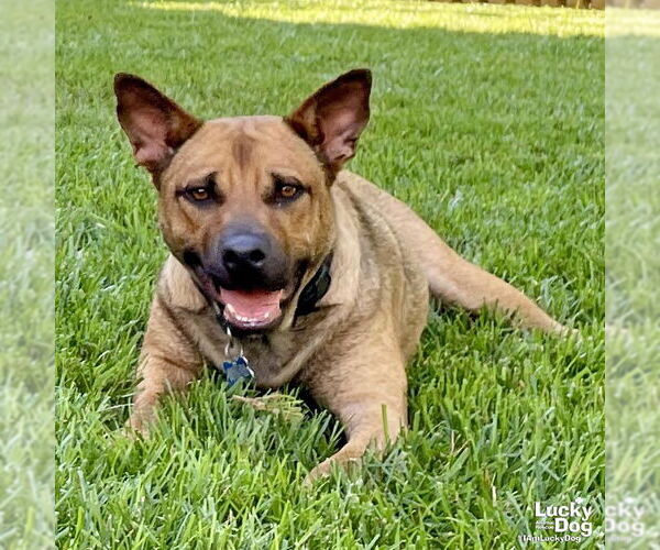 Medium Photo #1 Mutt Puppy For Sale in Washington, DC, USA