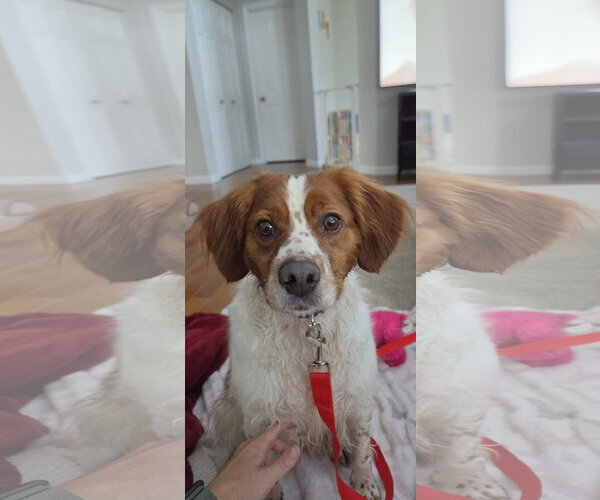 Medium Photo #2 - Mix Puppy For Sale in Curwensville, PA, USA