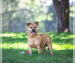 Small #1 Mutt